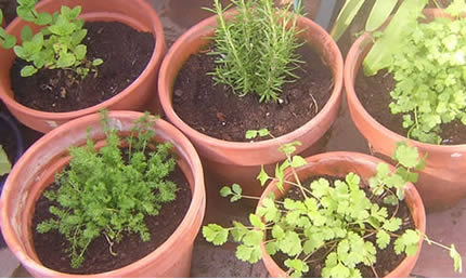 20060210163535-aromaticas.jpg