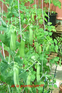 20060523192734-guisantes-platacion.jpg