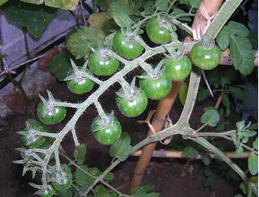 20060623125434-tomates2.jpg