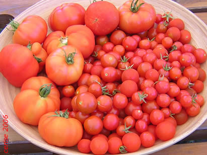 20060727113214-tomates2006.jpg