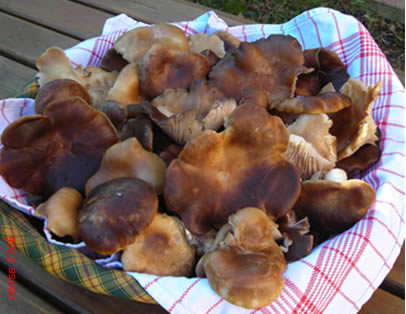 20061129162530-setas.jpg