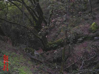 20061226174711-alcornocales.jpg