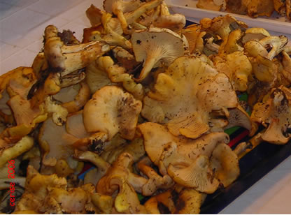 20061229090200-chanterelas2.jpg