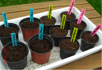20070216120341-semillero-tomates.jpg