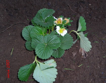 20070224193930-plantar-fresas.jpg