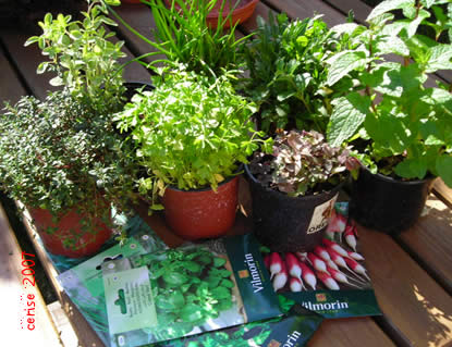 20070225190459-plantas.jpg