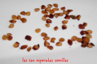 20070403162016-semillas.jpg