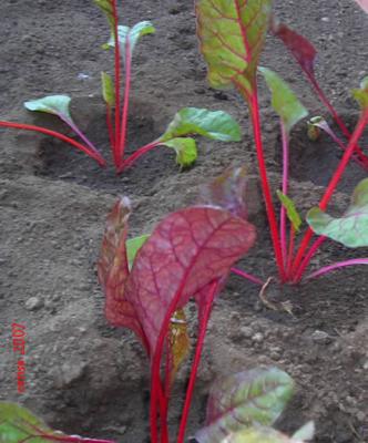 20071120090804-acelgasrojas.jpg