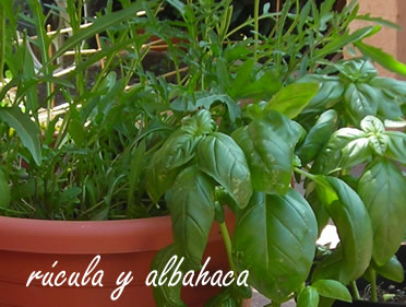 20080611145808-ruculaalbahaca.jpg