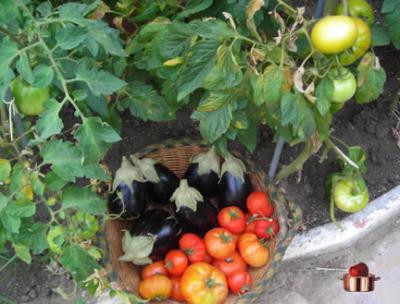 20080708161643-cosecha.jpg