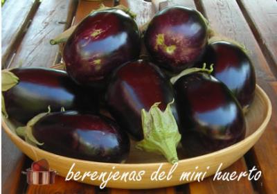 20080719213308-berenjenadelminihuerto.jpg