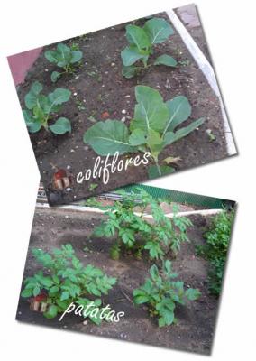 20081026223959-coliflorypatatas.jpg