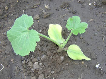 calabacin2.jpg
