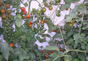 minihuerto1.jpg
